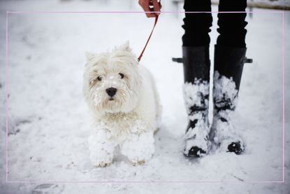 A West Highland White Terrier dog in the snow next to its owner wearing wellies