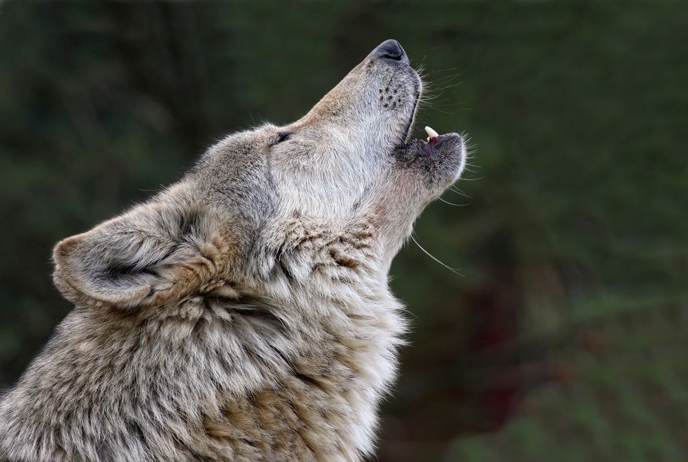 A new study shows that wolves howl more frequently to members of their pack with whom they spend more time, suggesting a link between relationship quality and howling frequency. 