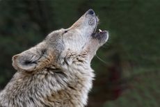 A new study shows that wolves howl more frequently to members of their pack with whom they spend more time, suggesting a link between relationship quality and howling frequency. 