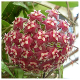 A close-up of a deep pink hoya carnosa flower