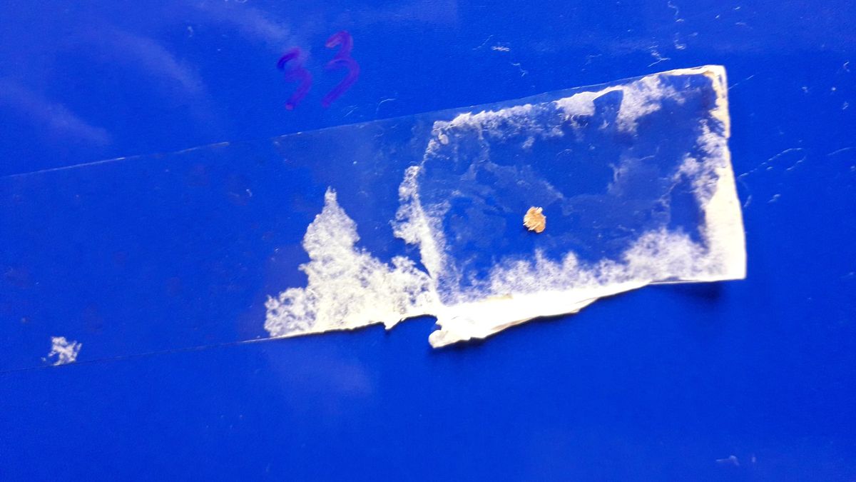 Plasticeating fungi could help take a bite out of Earth's rampant