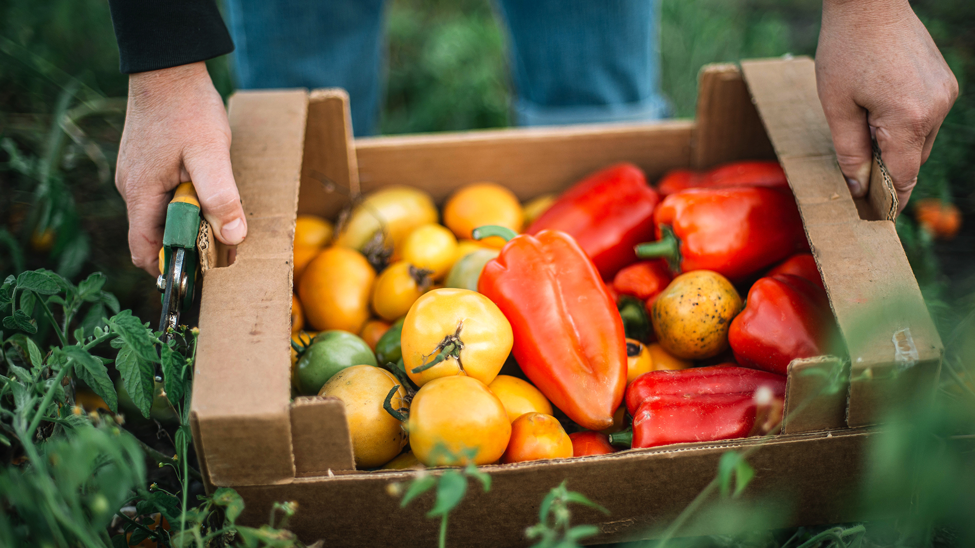 Harvested peppers and tomatoes