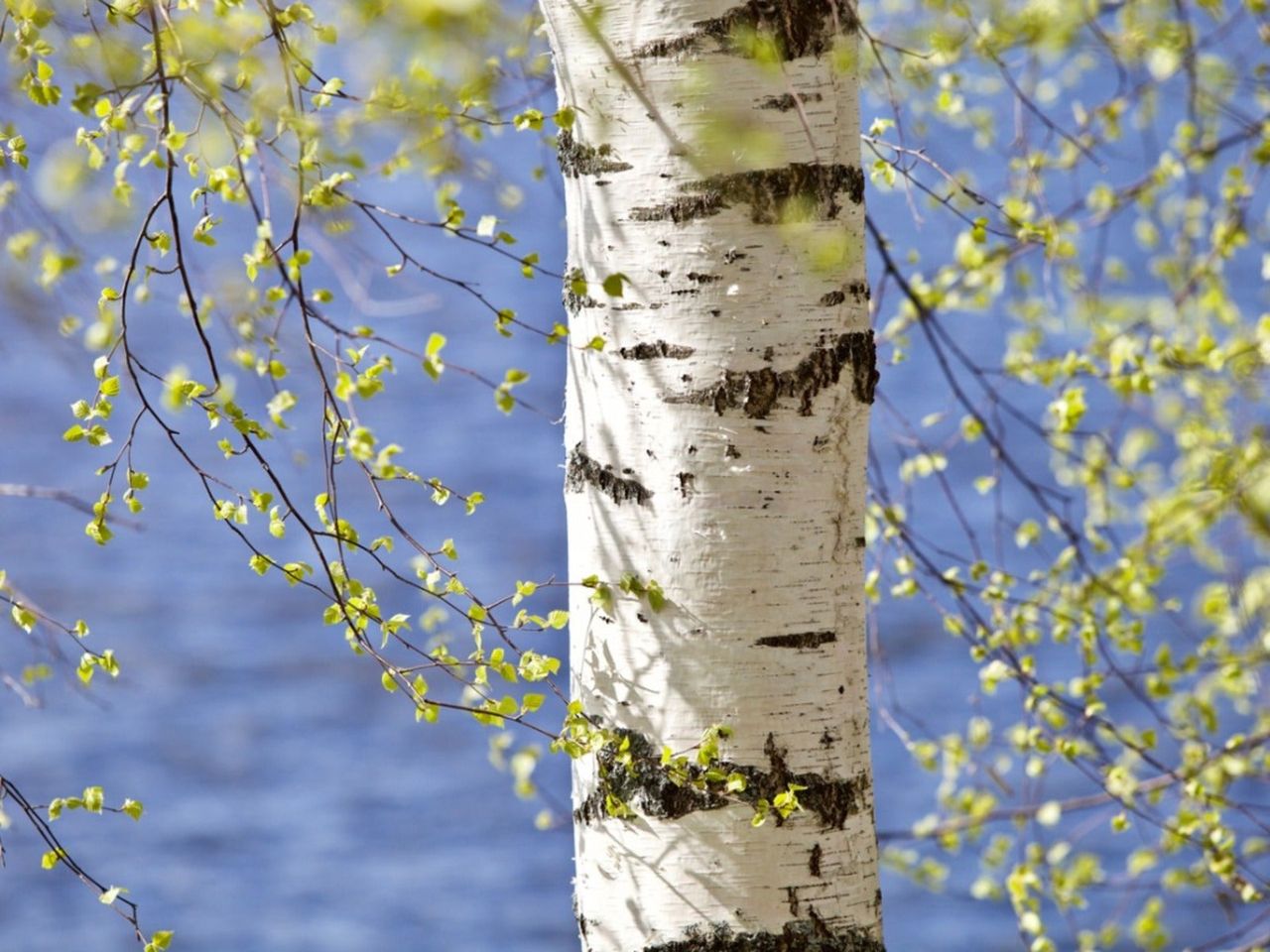 Close up of a birch tree trunk