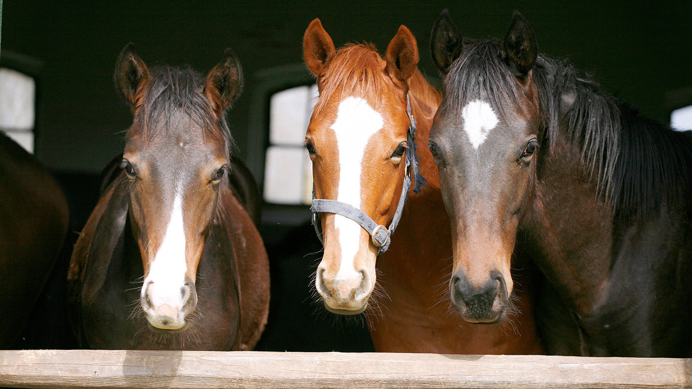 Equine welfare charities have raised concerns that the cost-of-living crisis will lead to an increase in &amp;lsquo;unwanted&amp;rsquo; horses this winter