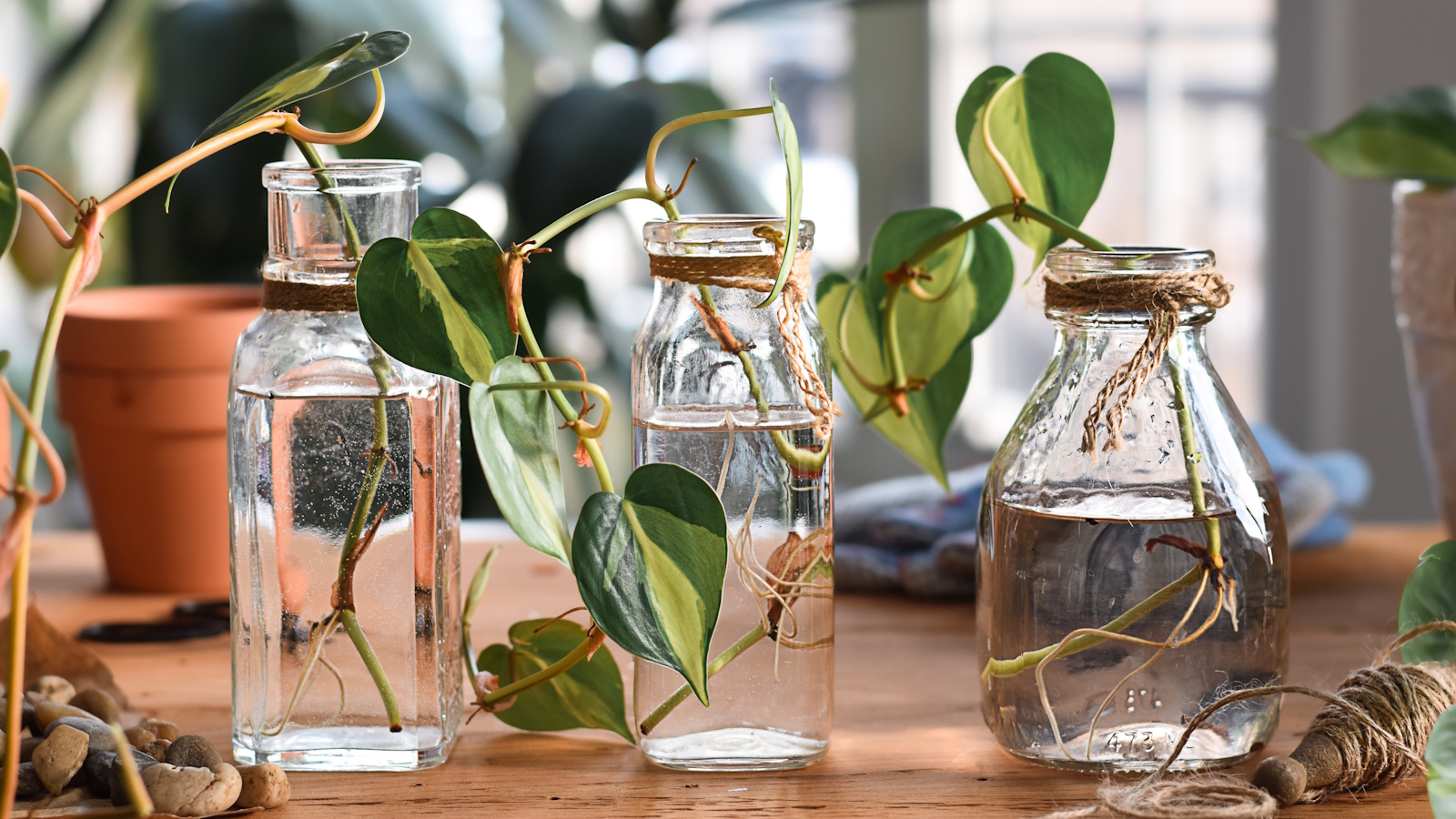 Houseplant cuttings in water