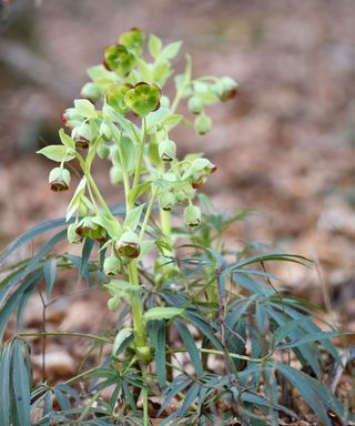 stinking hellebore