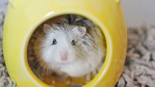 Hamster playing with toys