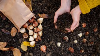planting bulbs amongst autumn leaves
