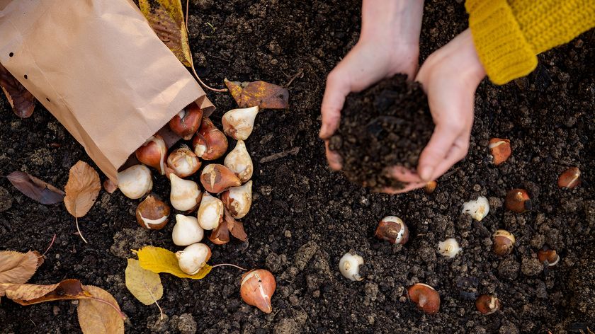 planting bulbs amongst autumn leaves