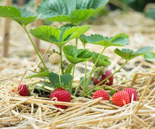 strawberries Buddy ripening on protective straw base