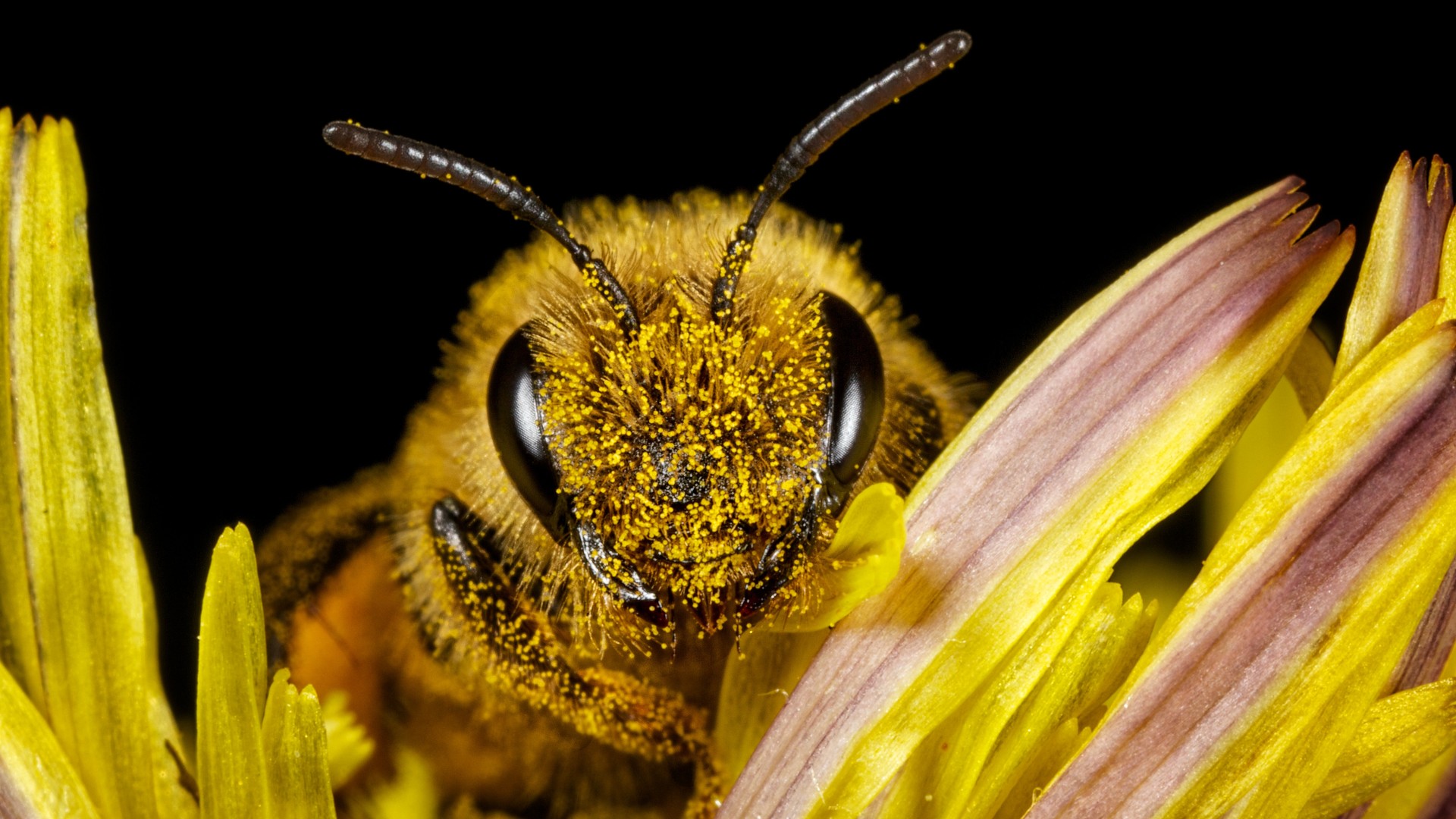 An extreme close-up of honey bee (apis mellifera). The bee is facing the camera and is covered in yellow pollen. It is sitting on a pink and yellow flower.