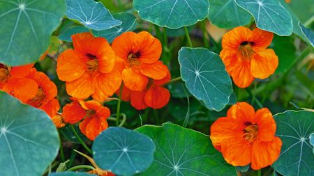 Green leaves and orange flowers of a nasturtium plants
