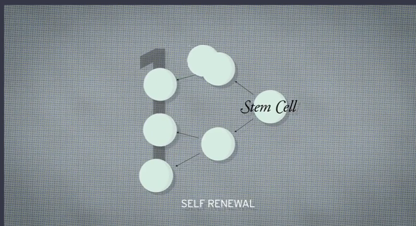 how stem cells work