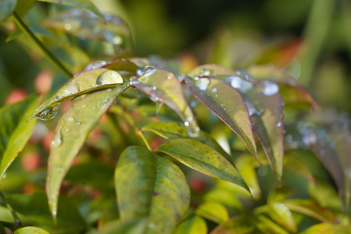 Sony A6600