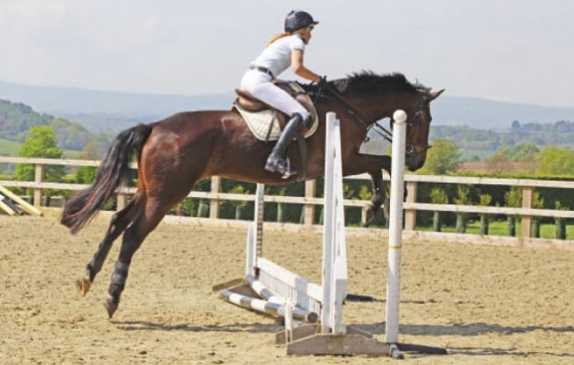 Expert guide to buying a horse