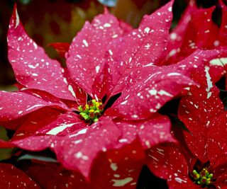 Red poinsettias flecked with white