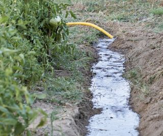 Garden hose filling a trench with water moving downhill