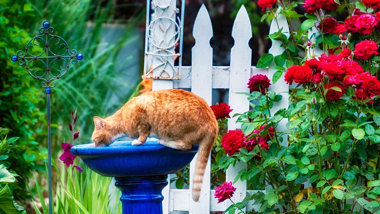 cat drinking from bird bath 