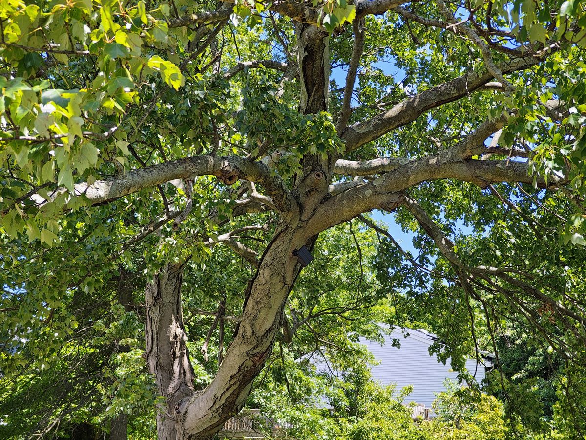 Motorola Razr Plus 2024 zoom sample.
