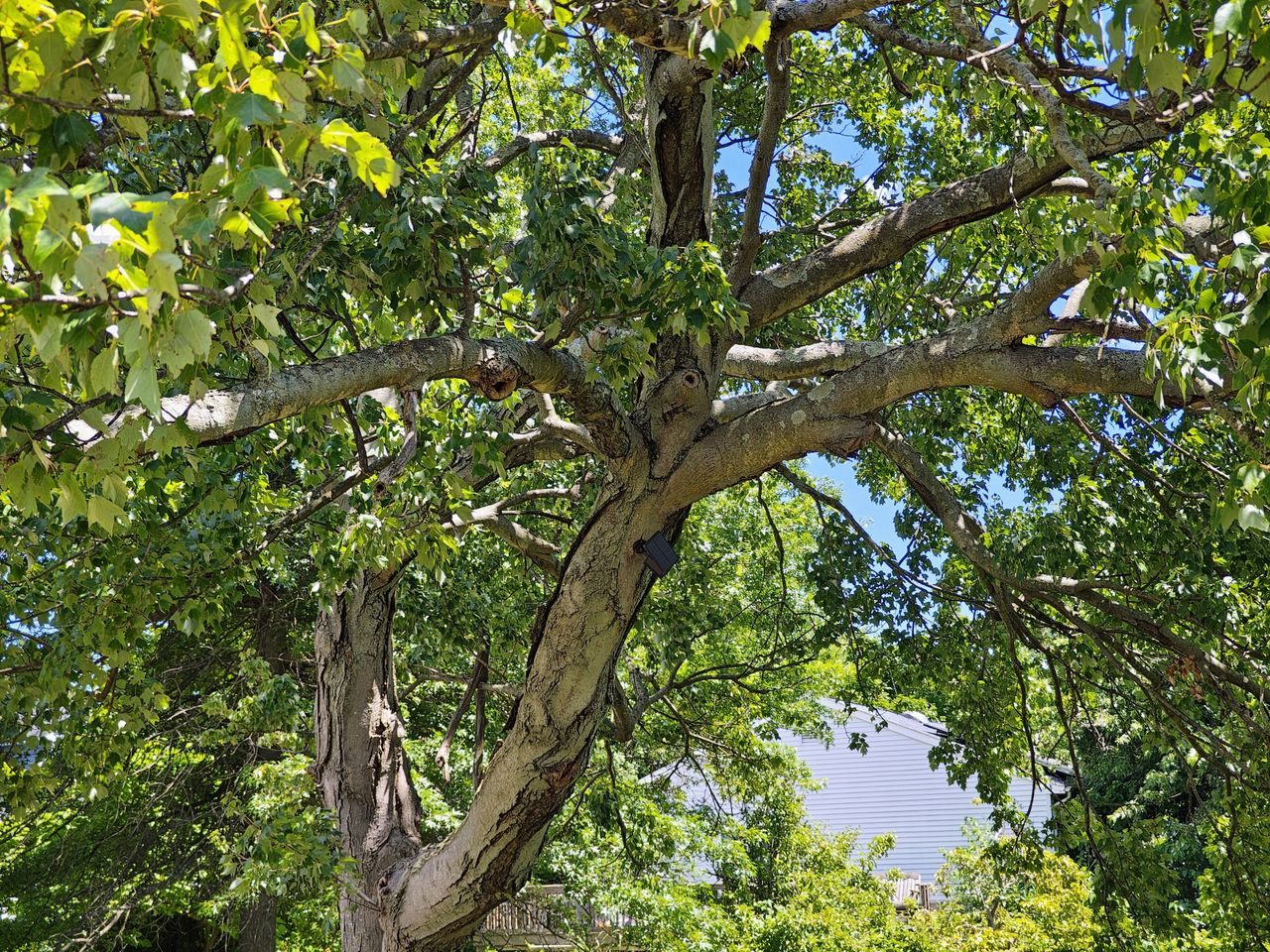 Motorola Razr Plus 2024 zoom sample.