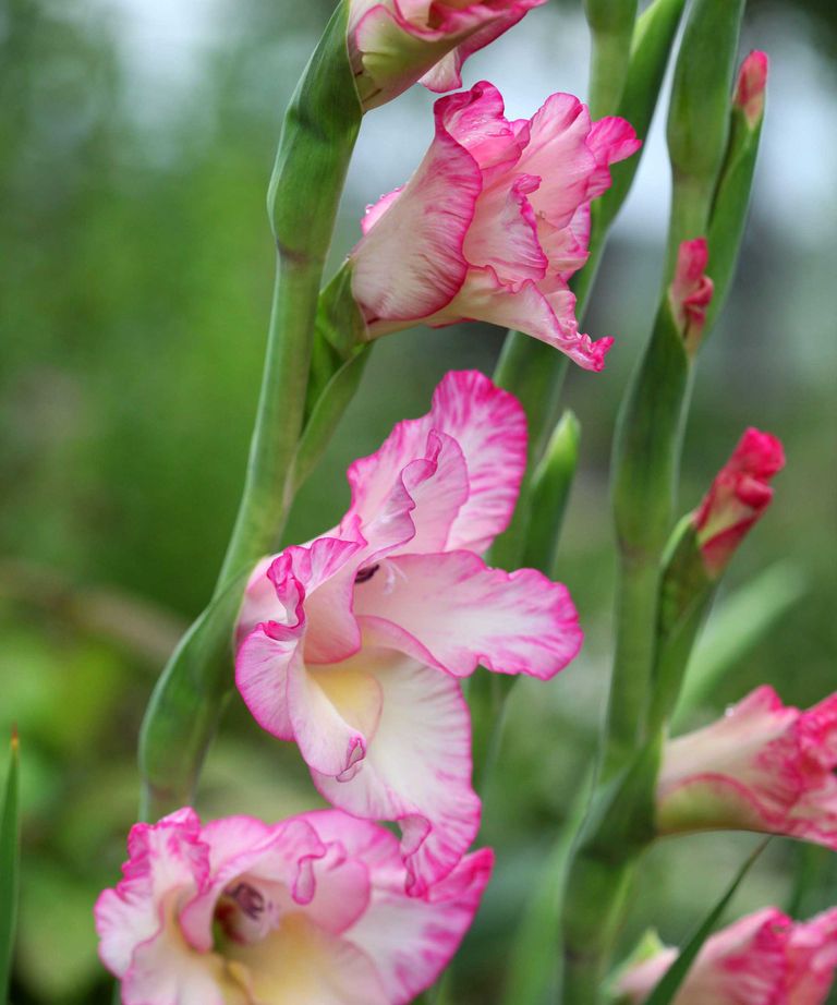 How to grow gladioli in pots top container tips Homes & Gardens