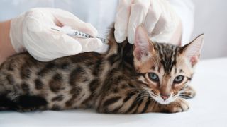 Kitten getting vaccinated by vet