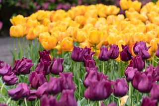 Duo of tulips in colorful flower bed