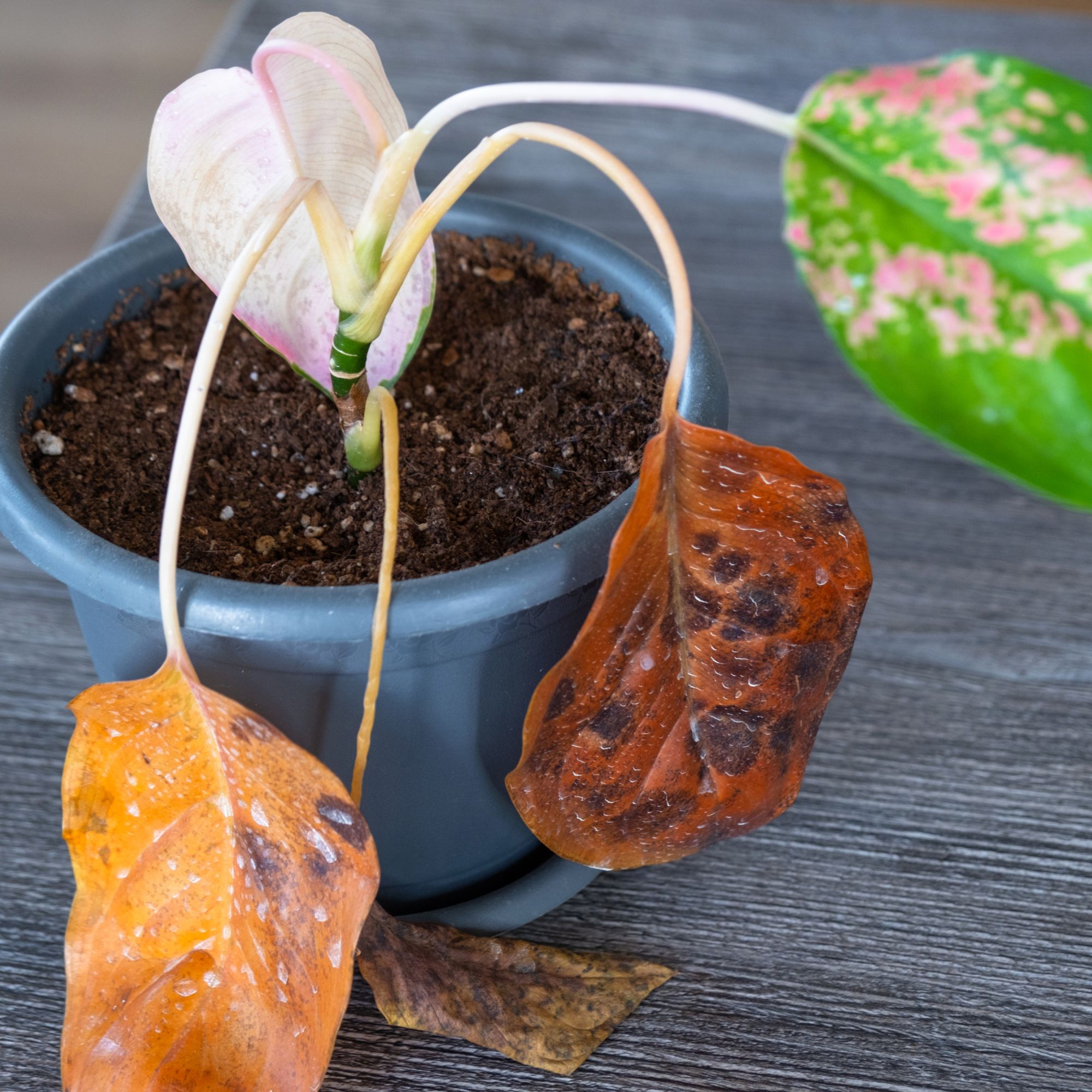 Dying aglaonema plant with root rot