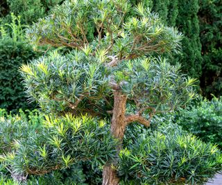 Buddhist pine tree, also known as Yew Plum Pine