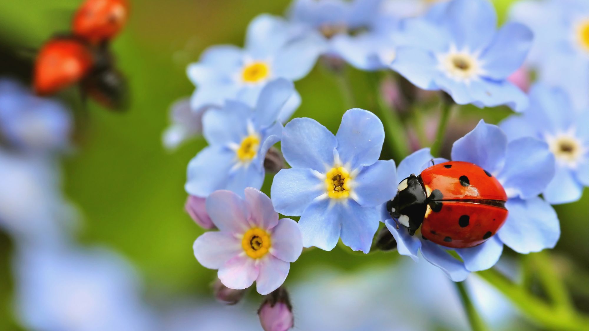 Ladybird on forget-me-not flowers -