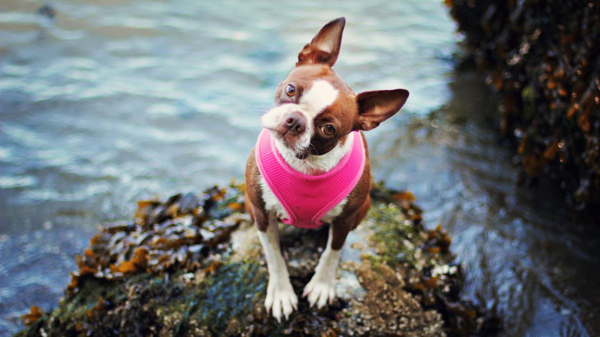 Boston Terrier wearing pink harness