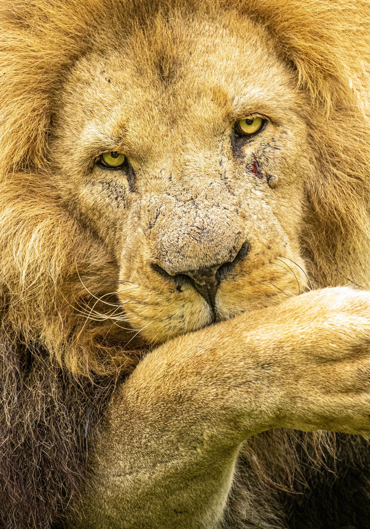 Wildlife