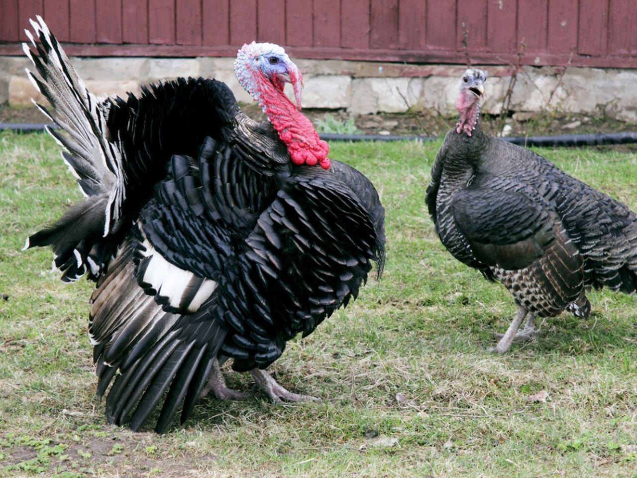 Two Turkeys