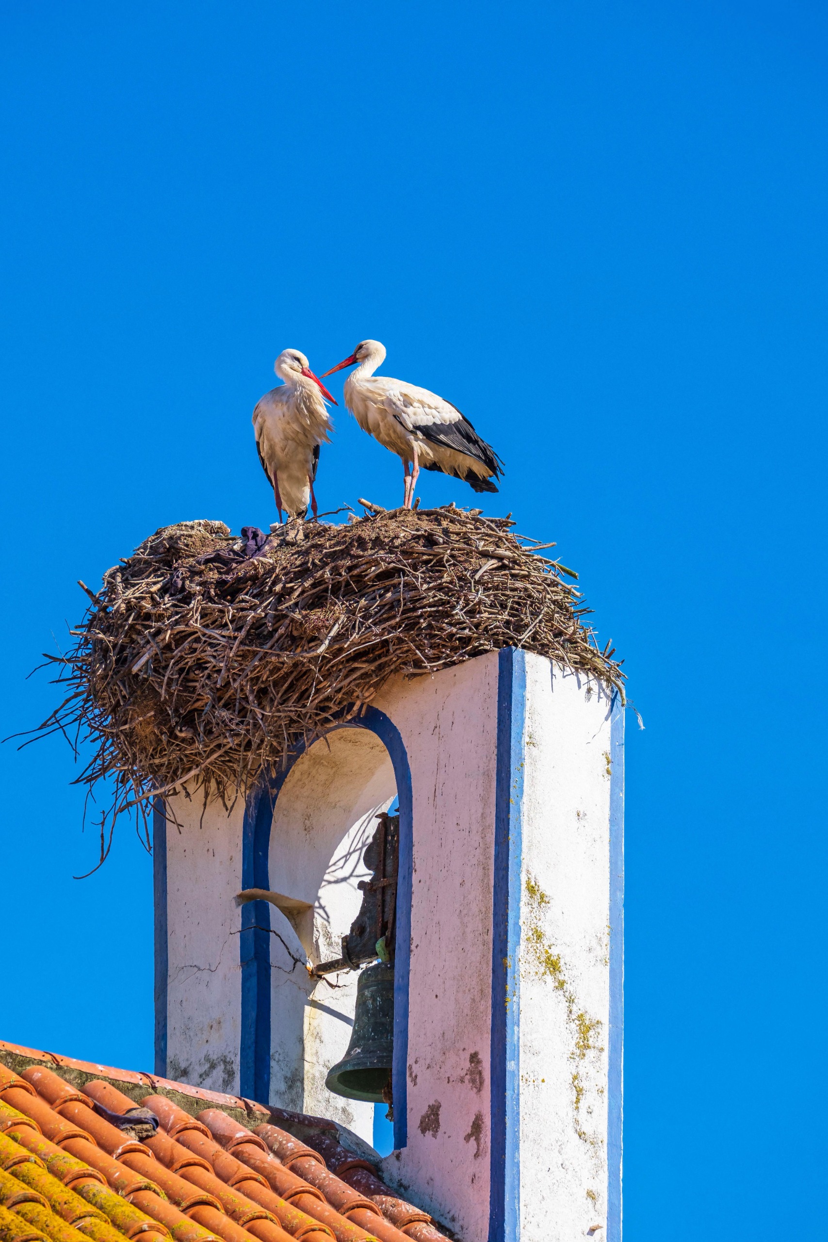Two storks standing on top of a large, messy nest that they've built on top of a church bell tower in Portugal. The sky behind them is bright blue