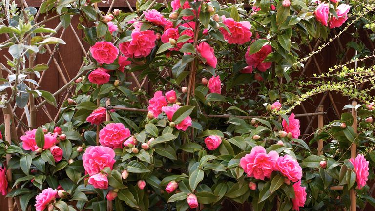 how to grow camellias