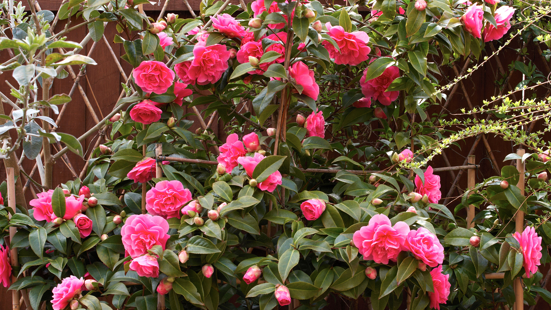 Shade and soil are key to caring for your camellias