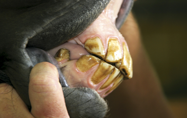 dentist-1.jpg