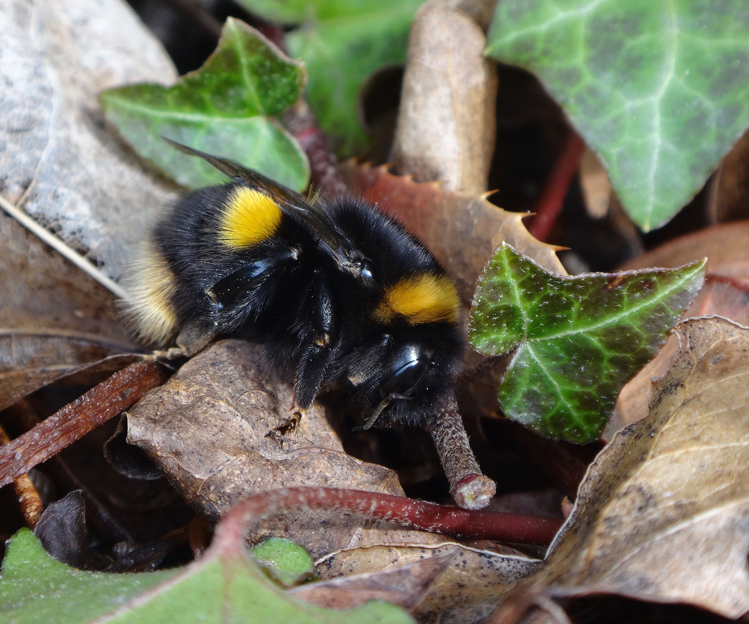 queen bumblebee crawling on leaves in yard