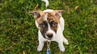 A brown and white mixed-breed puppy on a leash looks up into camera while sitting on the grass