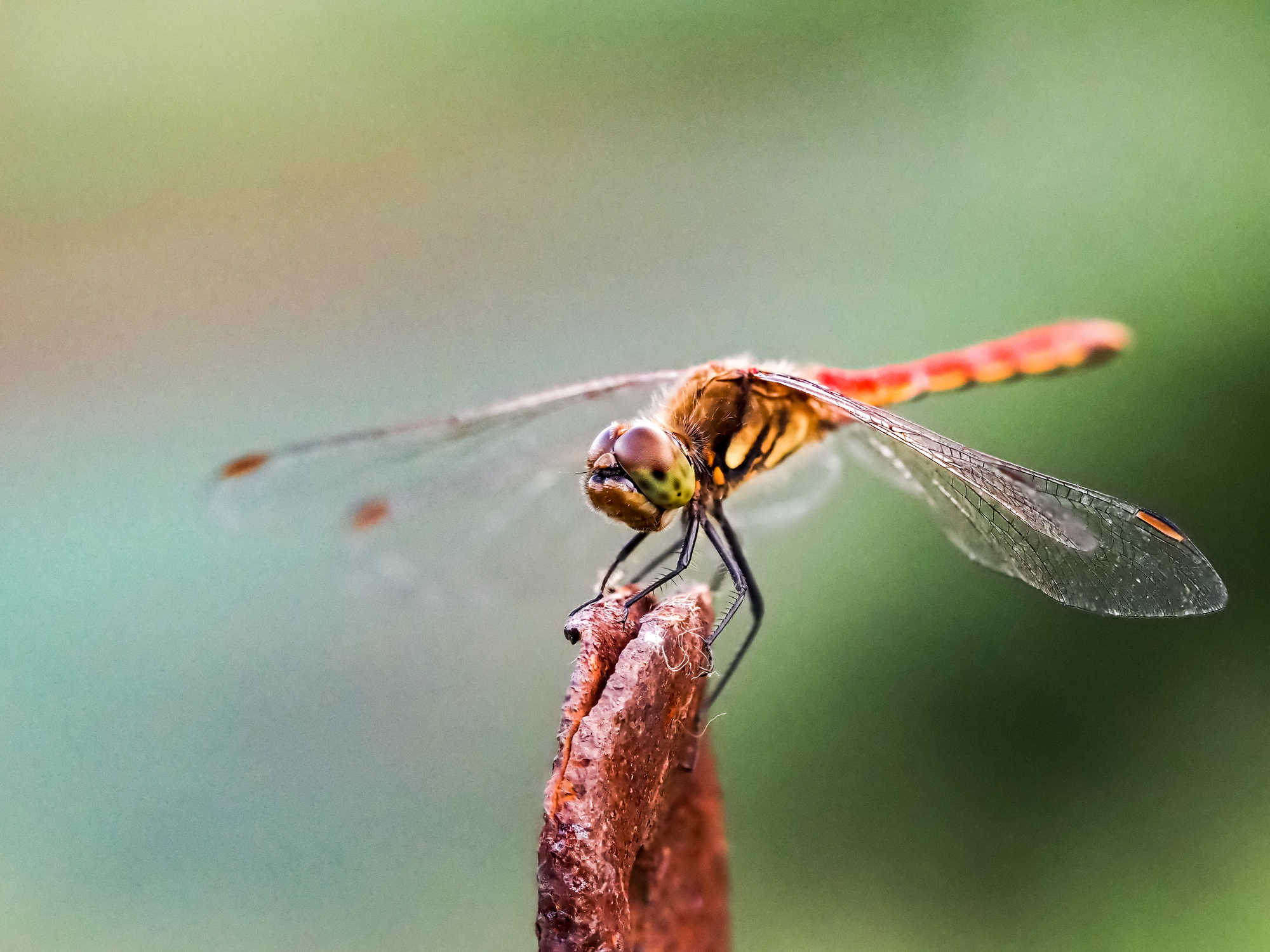A red dragonfly sits still on top of a rusty metal tip