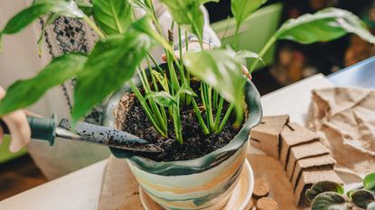 adding soil to indoor plant