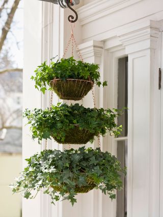 best plants for hanging baskets: three-tiered display with green foliage