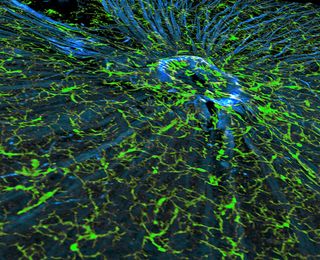 The image features nerve fibers (blue) and their attendant microglia (green), the cells responsible for immune defense in the central nervous system, as the fibers converge to form the optic nerve in a mouse retina. In glaucoma, the retina and optic nerve