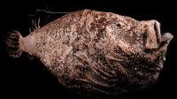 a deep sea anglerfish with brown-colored skin on a black background
