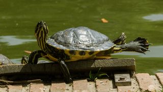 Turtle stretching neck and legs