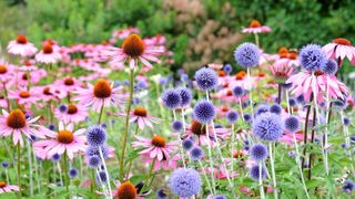 Long flowering perennials (echinacea) in a garden