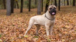 Bullmastiff