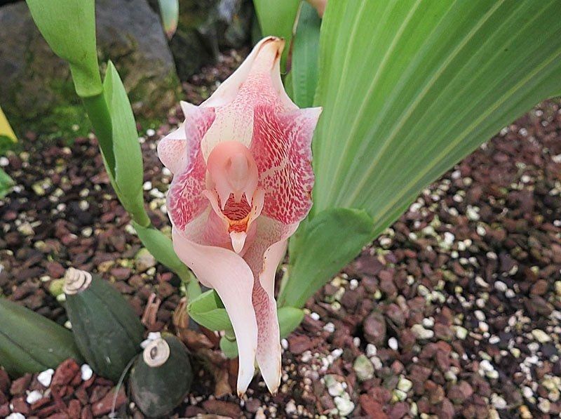 Light Pink Anguloa Uniflora