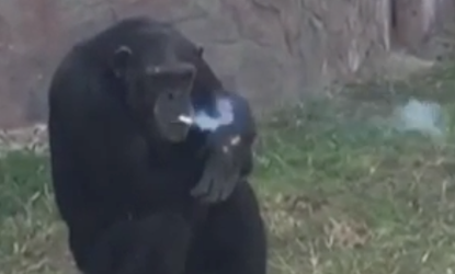 A chimp in a North Korea zoo smokes a cigarette pack a day. 