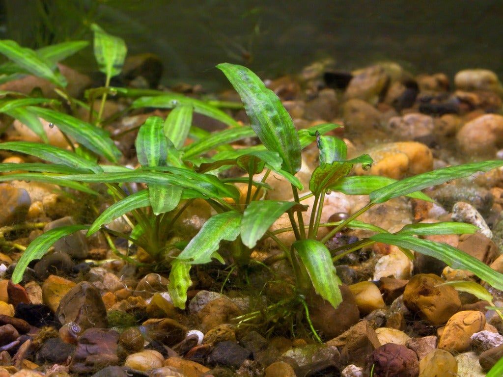 Aquatic Cryptocoryne Plant